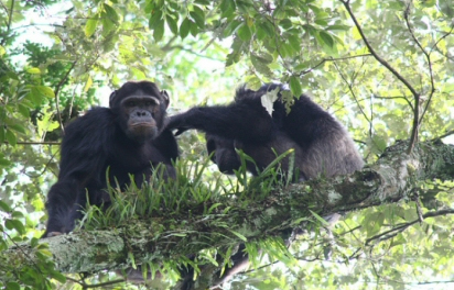 chimpanzee nyungwe forest